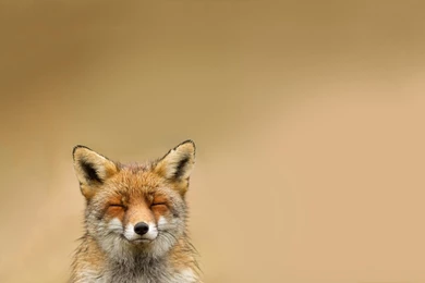 Happy Fox Wallpapers   Animal Wallpapers
