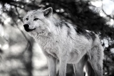 Wild Animal Wallpapers Animal Planet Cute Animals Wild Animals