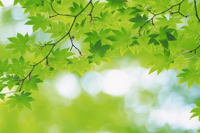 Top 1920x1080 Green Plants Desktop Images For Pinterest