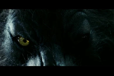 3 Cursed HD Wallpapers