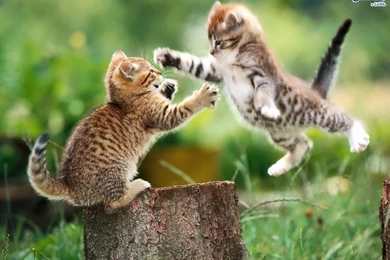 Download Cute Animal Wallpapers