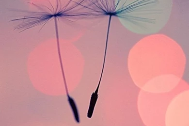 Nature iphone 5 wallpaper hd   Cssabc.xyz