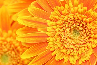 2560x1440 Orange Flower Backgrounds Wallpapers
