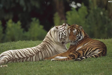 About Tigers   Wallpapers HD Fine