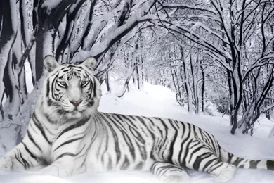 White Siberian Tiger Wallpapers