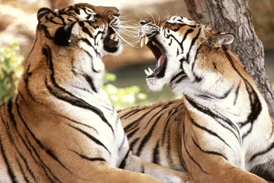 YouWall   Tigers Wallpapers   Wallpaper,wallpapers,free Wallpapers ...