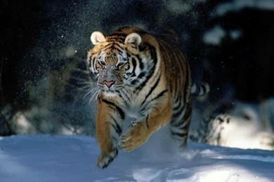 Tiger Wallpapers. Images And Animals Tiger Pictures (726)