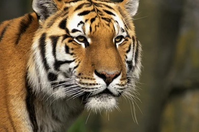 Curious Cat, Siberian Tiger Wallpapers