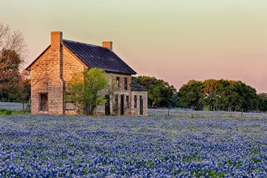 Top Bluebonnet Field Backgrounds Texas Images For Pinterest