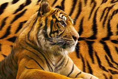 High Quality Tiger Wallpapers