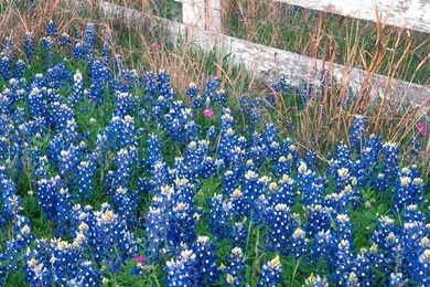 Download Wallpapers Blue Bonnets, Marble Falls, Texas (1366 X 768 ...