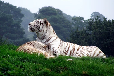 White Tigers Wallpapers