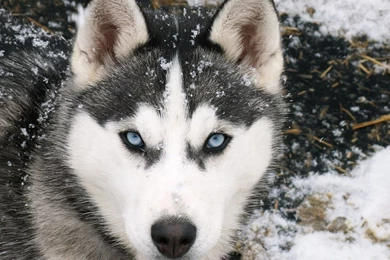 White Lions Wallpapers   Wallpaper.