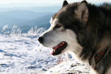 Download Husky Wallpapers Desktop