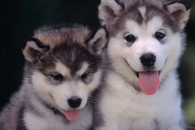 Siberian Husky Wallpapers HD Download