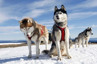 Download Wallpapers 1920x1080 Husky, Couple, Dogs, Snow, Alaska ...
