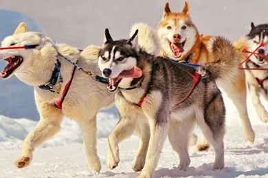 Download Husky Wallpapers Photo