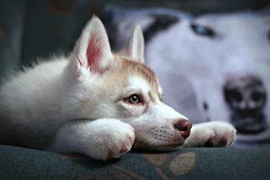Lazy Siberian Husky Widescreen Resolutions >> HD Wallpaper, Get It ...