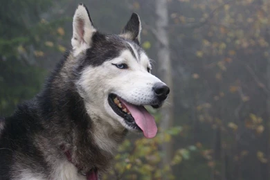 Download Wallpapers 1920x1080 Husky, Dog, Eyes, Face Full HD 1080p ...