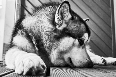 Lovely Alaskan Malamute Dog Wallpapers :: HD Wallpapers