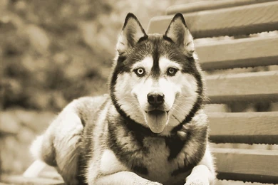 Siberian Husky Wallpapers