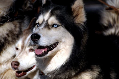 Siberian Husky Wallpapers And Background Images