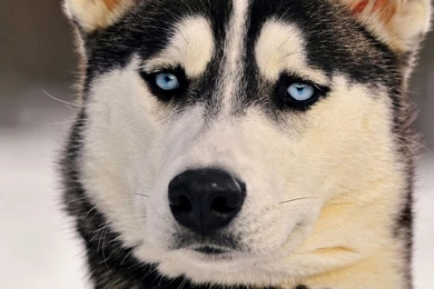 Download Wallpapers 1920x1080 Dogs, Husky, Muzzle, Eyes Full HD ...