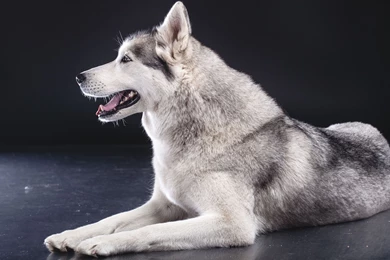 Download Husky Wallpapers For Windows