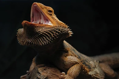 BEARDED DRAGON WALLPAPER
