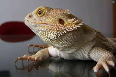 Bearded Dragon HD Wallpapers
