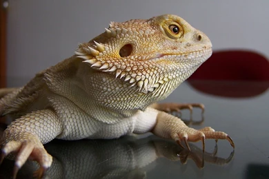 Bearded Dragon Wallpapers