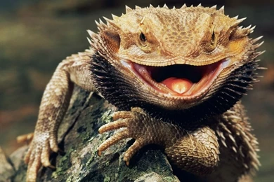 Bearded Dragon Wallpapers