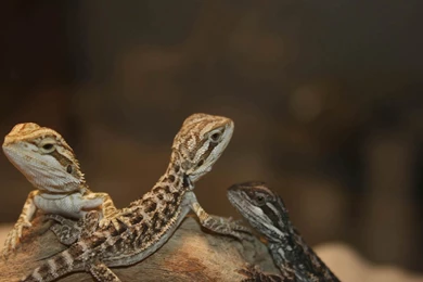 Bearded Dragon Wallpapers   Animals Town