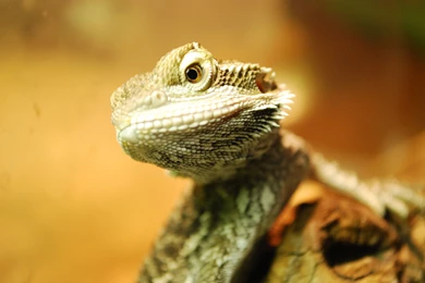 Bearded Dragon HD Wallpapers