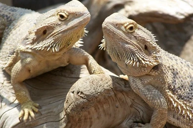 Pictures Of Bearded Dragon   Widescreen HD Wallpapers
