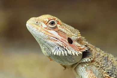 Little Bearded Dragon By AndysLens On DeviantArt