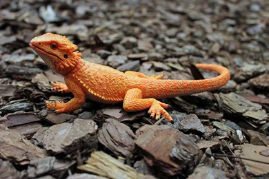 Top Dragon Bearded Wallpapers Wallpaper Images For Pinterest