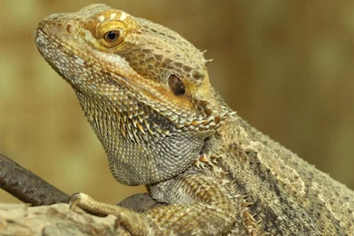 Awesome Bearded Dragon Wallpapers Image