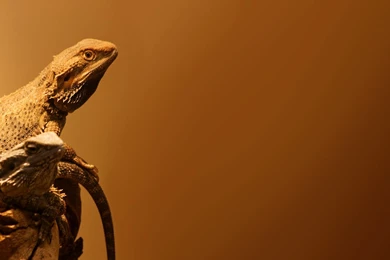 Dragon Hd Wallpapers Page 0