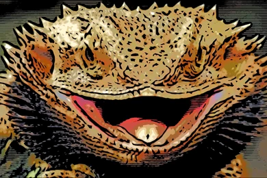 Bearded Dragon Animal Wallpapers HD