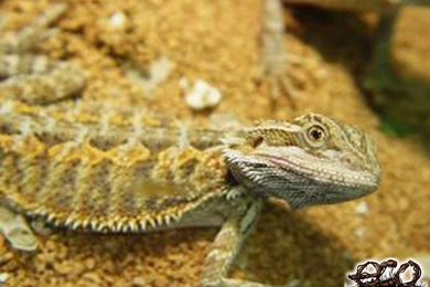 Bearded Dragon Pictures   Wallpapers HD Base