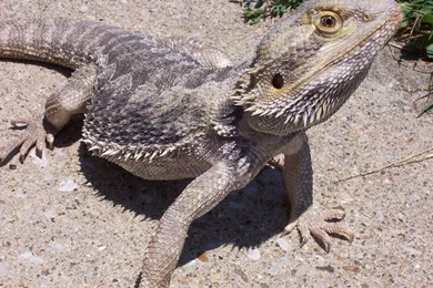 Grey Bearded Dragon 1024x768px