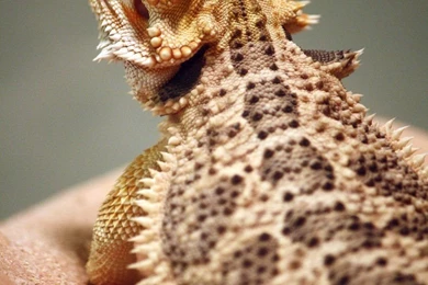 Bearded Dragon 3 By MegMarcinkus On DeviantArt