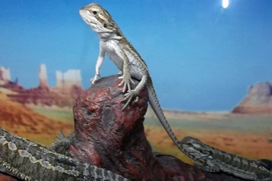 One Month Old Hatchlings   Bearded Dragons Wallpapers (31758644 ...
