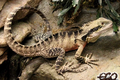 Chinese Water Dragon Pictures   HD Wallpapers Lovely