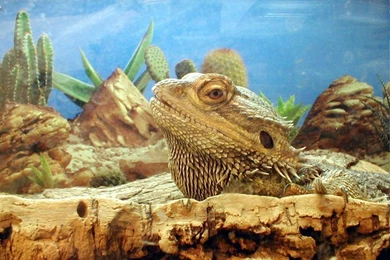 Bearded Dragon Wallpapers   650931