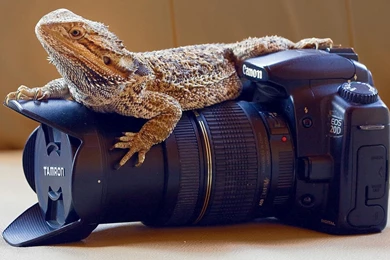 Animals Cameras Bearded Dragon Wallpapers