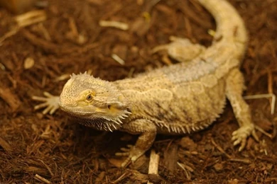 HD Desktop Wallpaper: Bearded Dragon Backgrounds