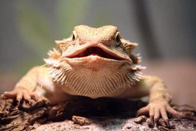Bearded Dragon Birth Defect By SGrafen On DeviantArt