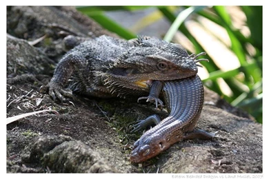 Eastern Bearded Dragon 01 By Digitalhermit On DeviantArt
